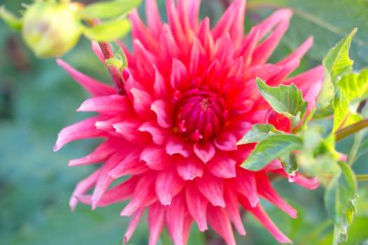 red-dahlia
